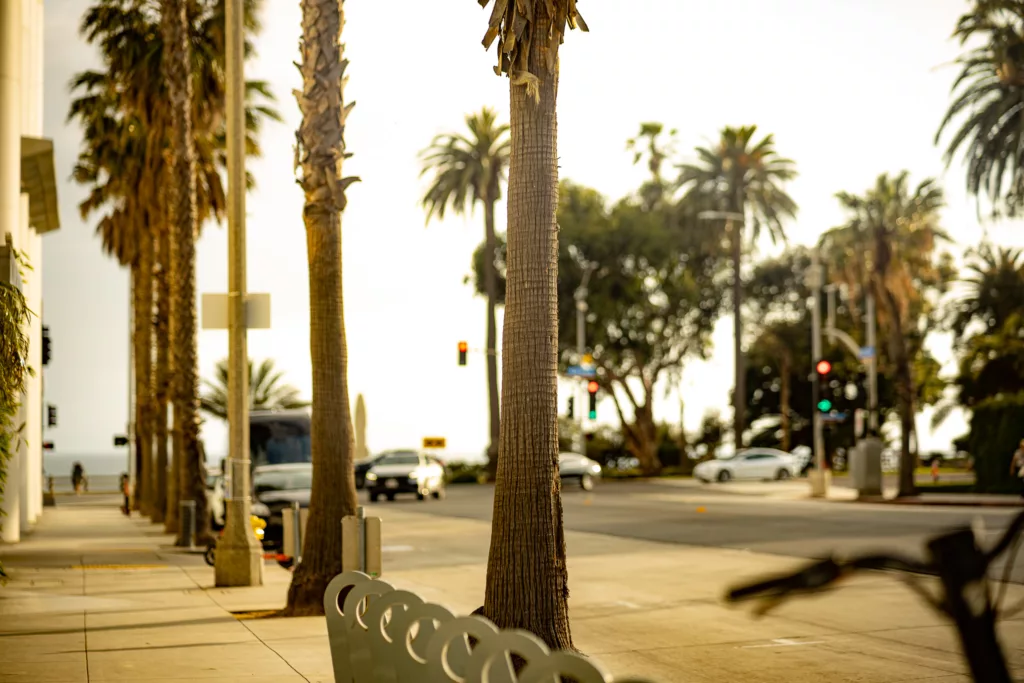 Los Angeles Dating Profile Photoshoot Location in Santa Monica - line of palm trees on street